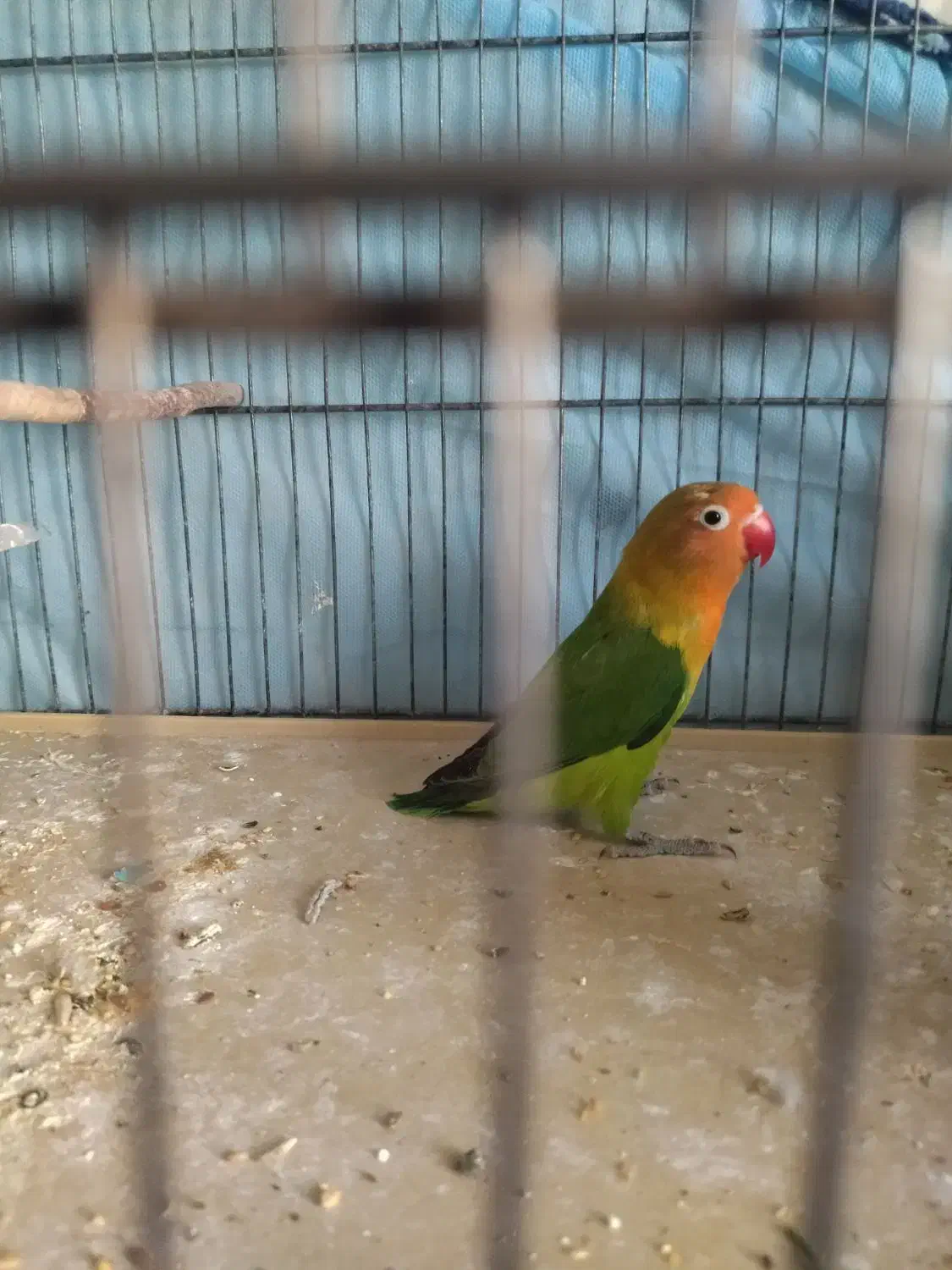 طوطی برزیلی ماده|پرنده|شیراز, کوشک میدان|دیوار