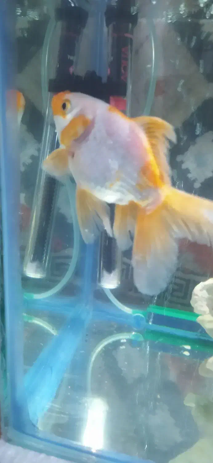 گلد فیش|ماهی|خسروشاه, |دیوار