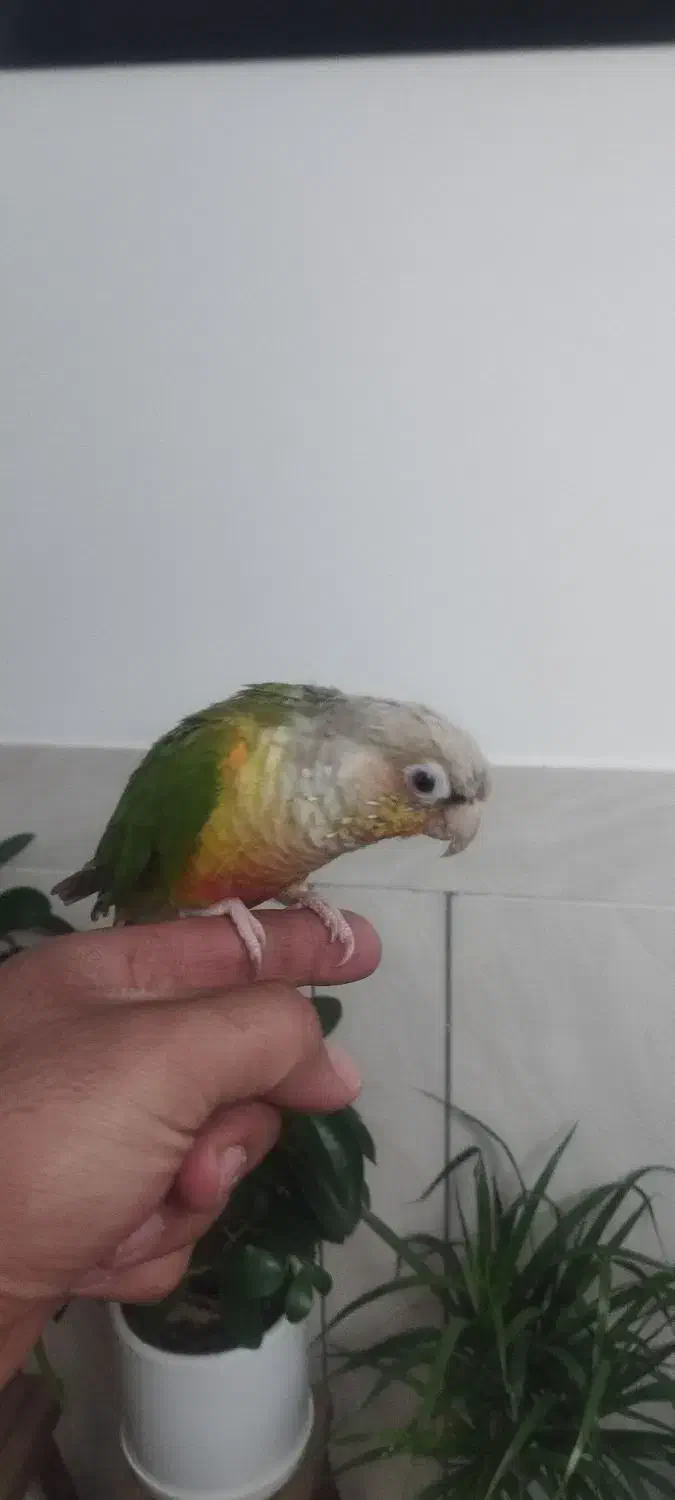 طوطی|پرنده|مرودشت, بیست متری بیمارستان|دیوار