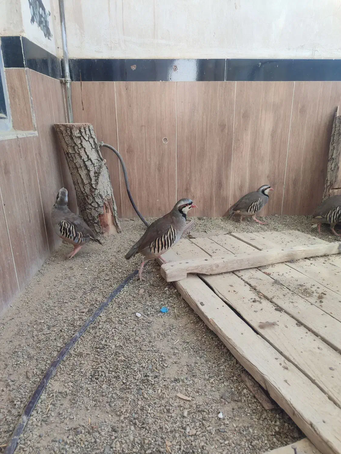 بدرچین|پرنده|شاهین دژ, |دیوار