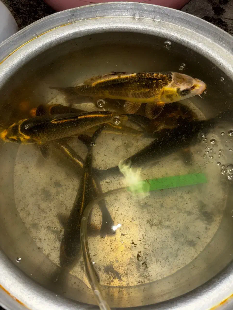 ماهی کوی|ماهی|مشهد, الهیه|دیوار