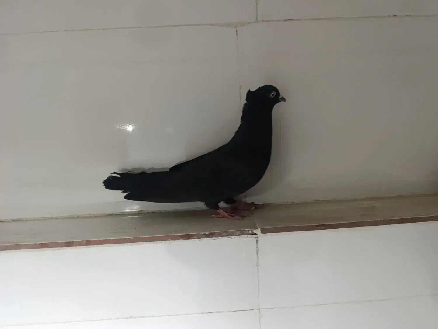 کبوتر زاغ|پرنده|شباب, |دیوار