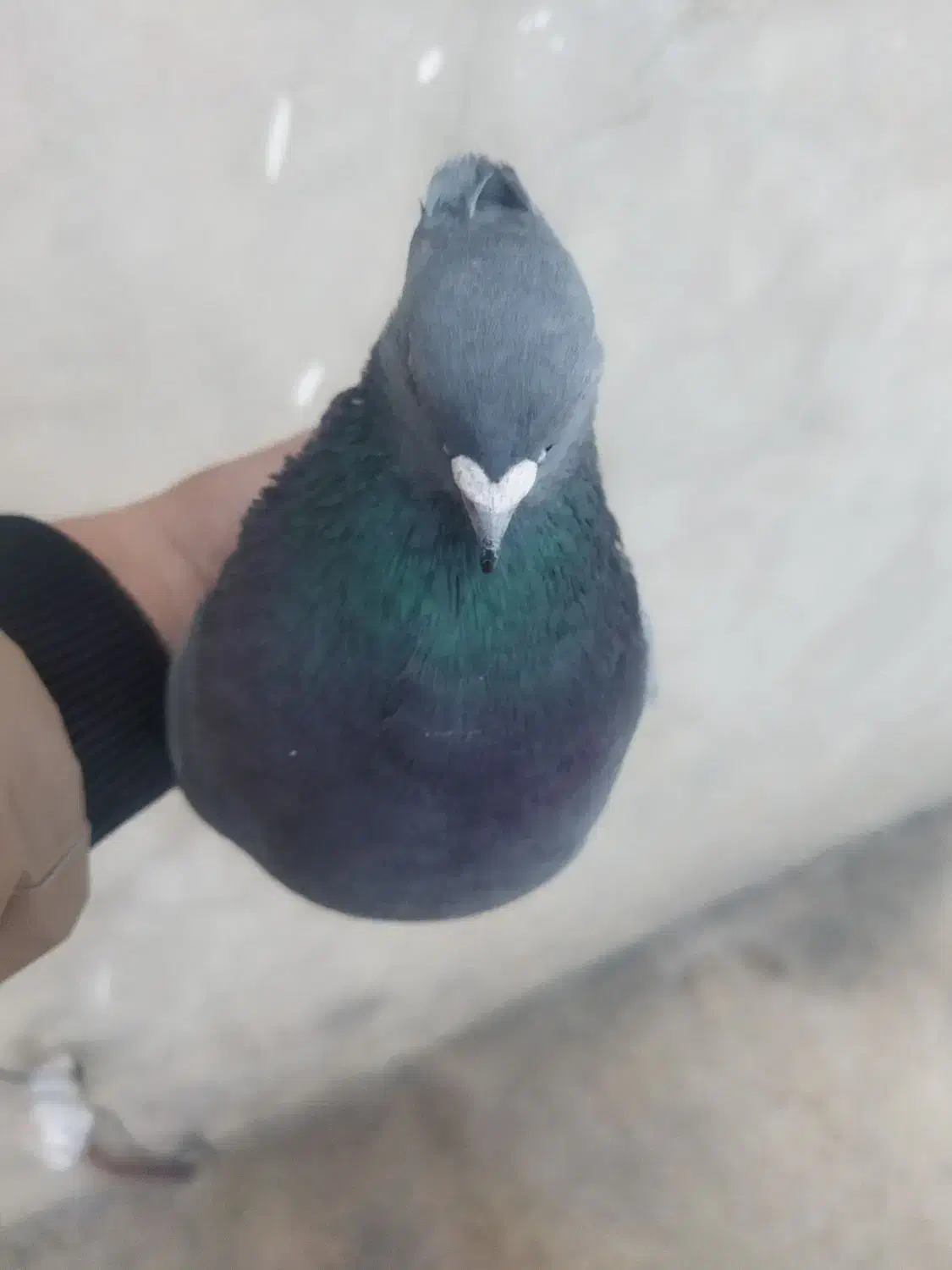 سبز کاشانی زوردار|پرنده|چرداول, |دیوار