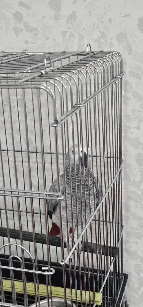 کاسکو دم قرمزی|پرنده|همدان, |دیوار