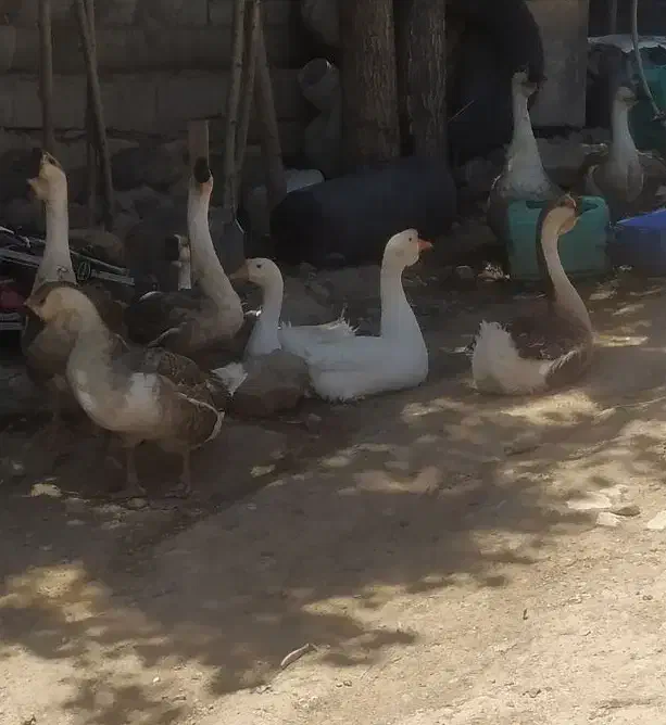 قوغاز آفریقایی|حیوانات مزرعه|اردبیل, |دیوار