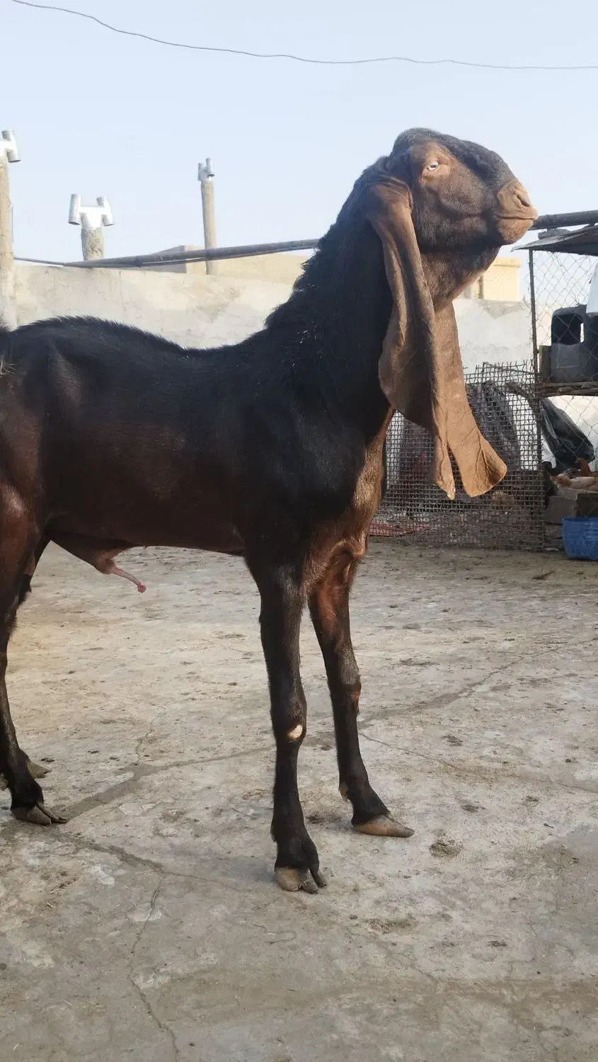 دوعددنربز مری اصیل گوش دراز|حیوانات مزرعه|زاهدان, |دیوار