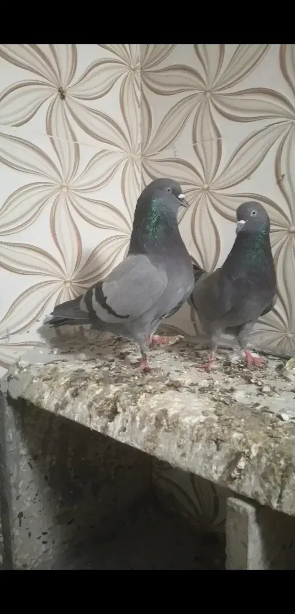 یک جفت سبز پاکستانی|پرنده|بندر گناوه, |دیوار