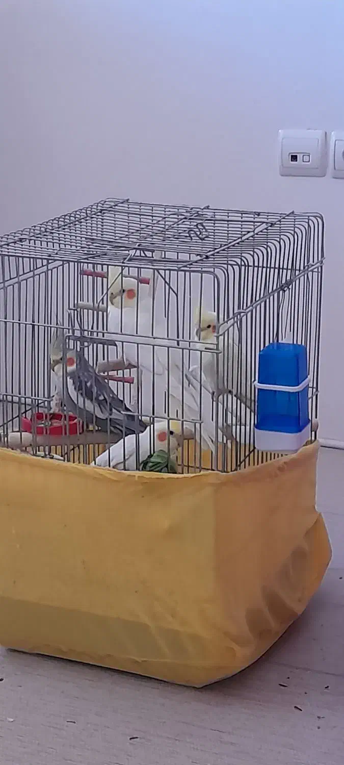 عروس هلندی سخنگو نروماده لوتینو سینامون مرواریدی|پرنده|محمدشهر, شهرک چمران|دیوار