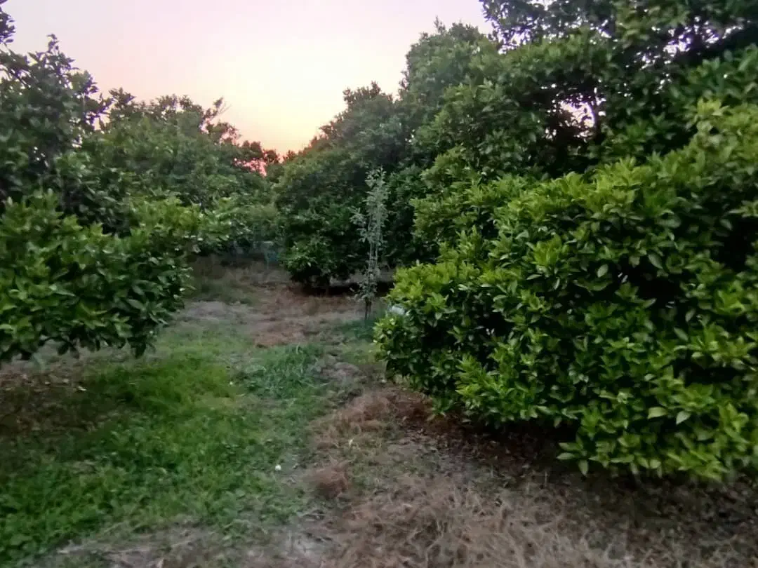 فروش باغچه ی ۲۵۰ متری|فروش دفتر صنعتی، کشاورزی، تجاری|کیاکلا, |دیوار