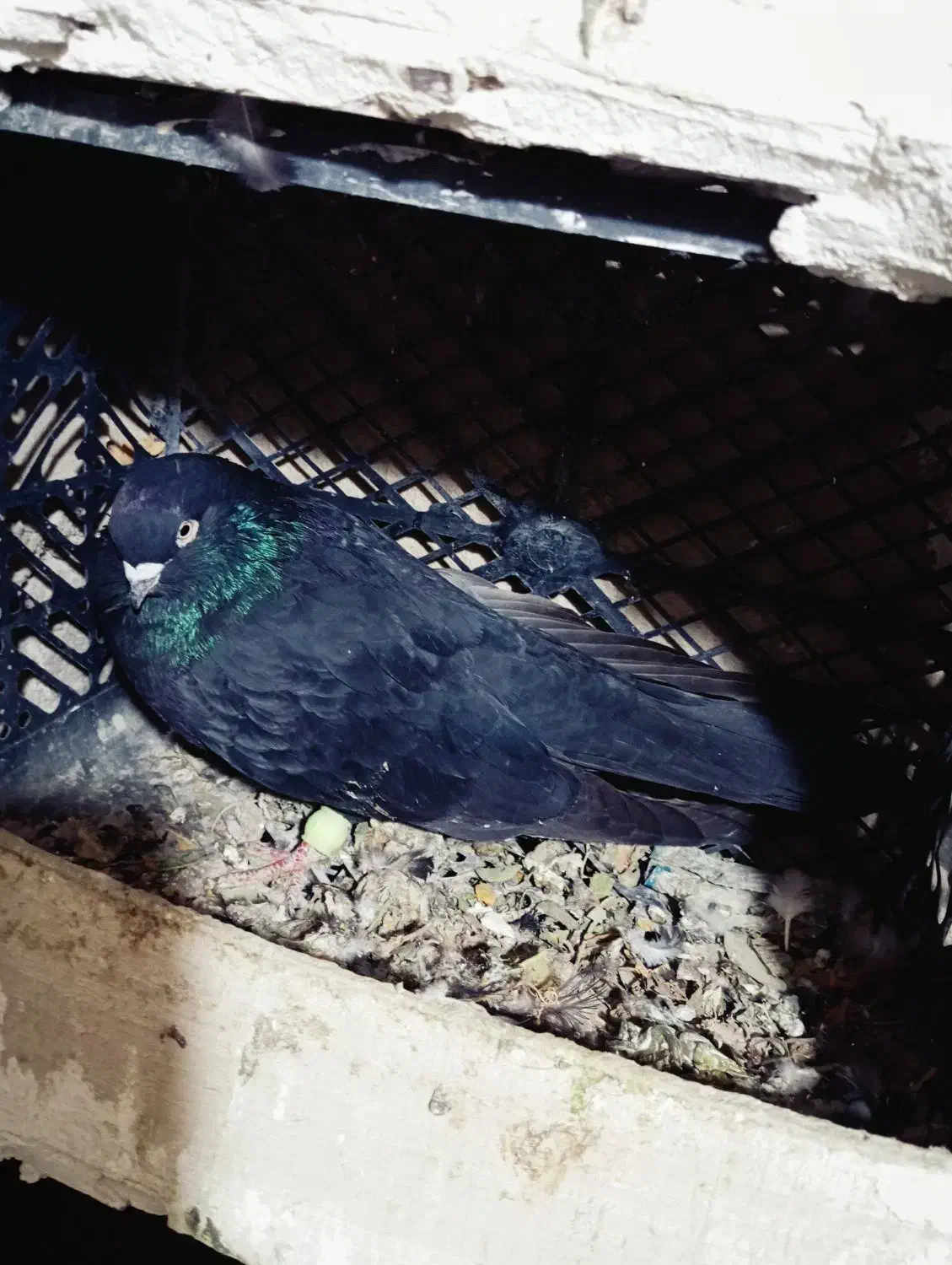 کبوتر سیاه|پرنده|ملکان, |دیوار