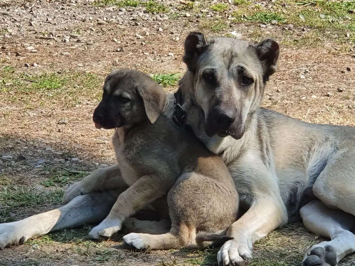 توله های سراب اصیل|سگ|سنگر, |دیوار