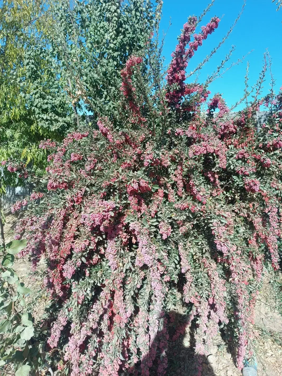 زرشک / کبوتر|خوردنی و آشامیدنی|مشهد, شهید علی محمدی|دیوار