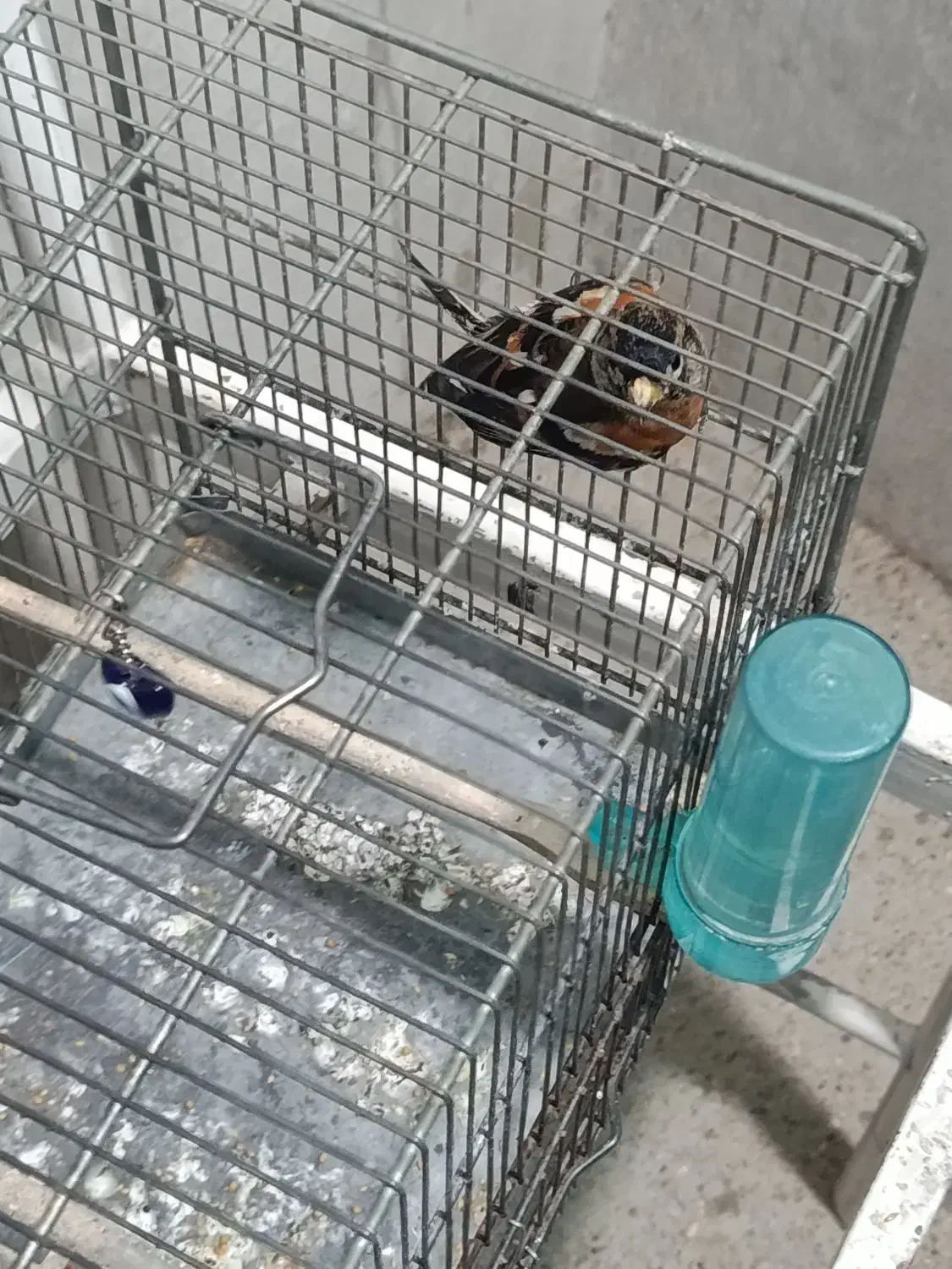 سهره ببری|پرنده|تهران, بیسیم|دیوار