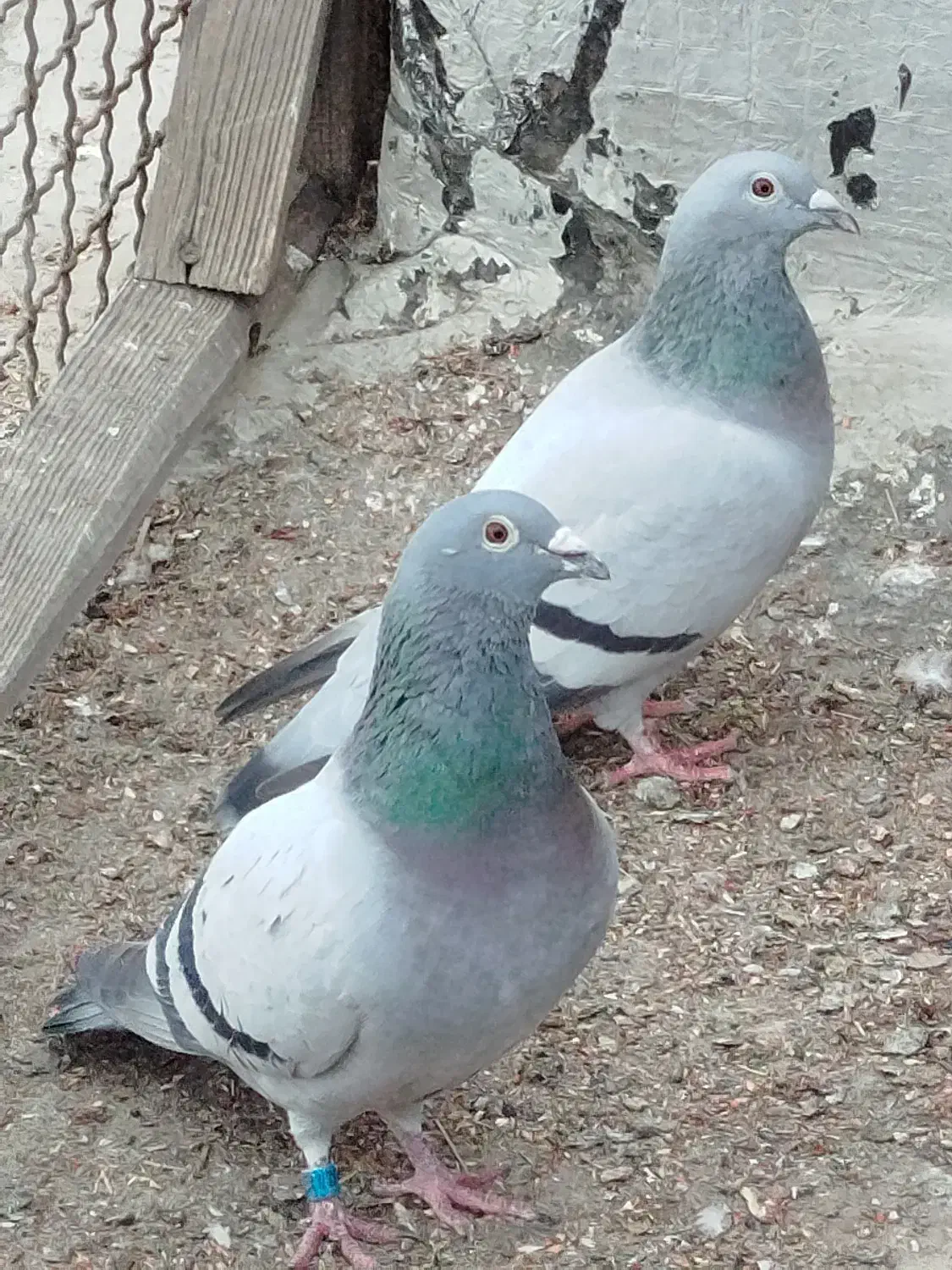 فروش جان آردن خالص و موریس دلبر خالص|پرنده|اهواز, شهرک اکباتان|دیوار