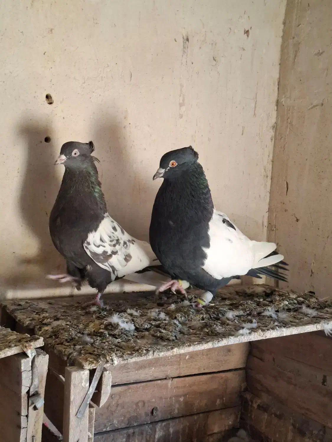 جفت نر ماده دم سیاه و دم قهوای تهران|پرنده|اقبالیه, |دیوار