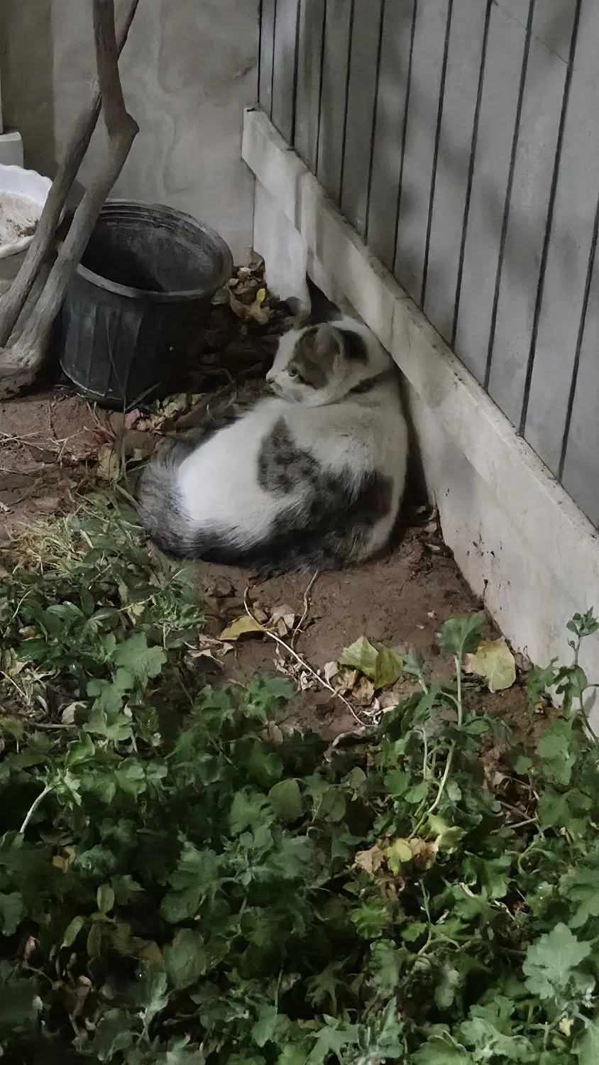 گربه|گربه|یزد, |دیوار