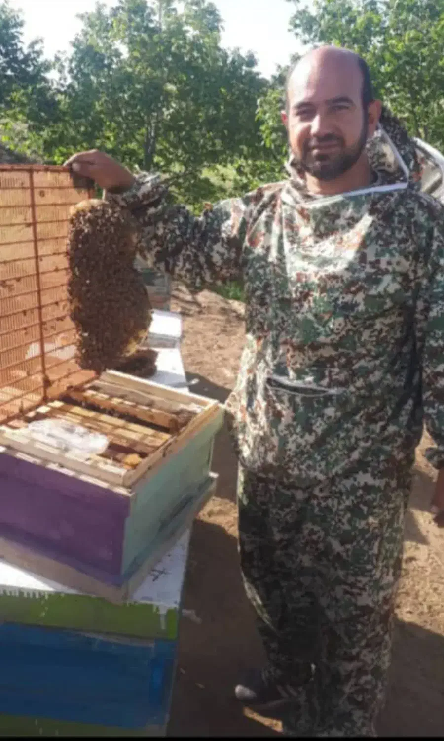 زنبور عسل|حیوانات مزرعه|پاکدشت, پاکدشت (مامازند)|دیوار