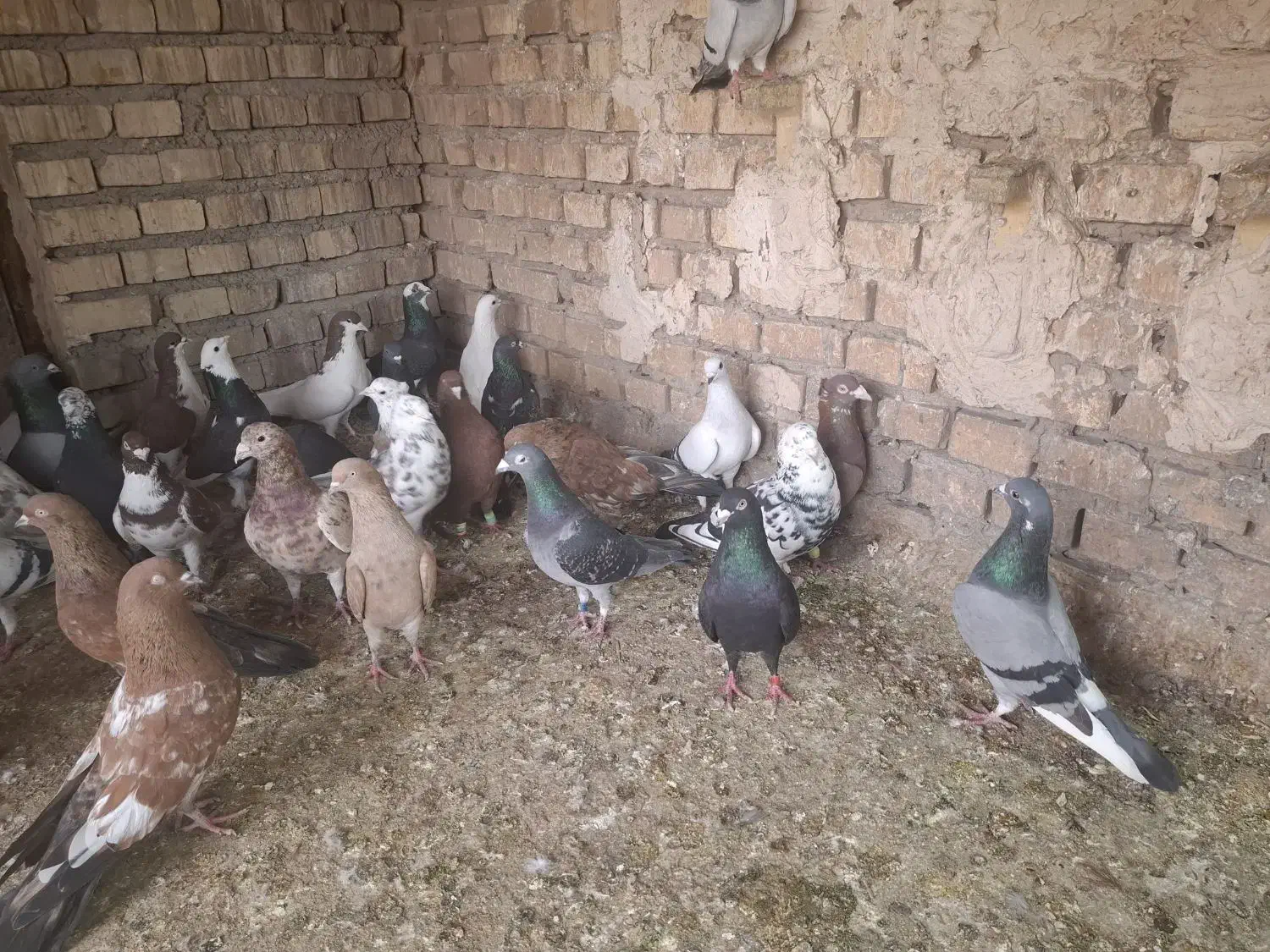 پرنده|پرنده|اهواز, بیست متری شهرداری|دیوار