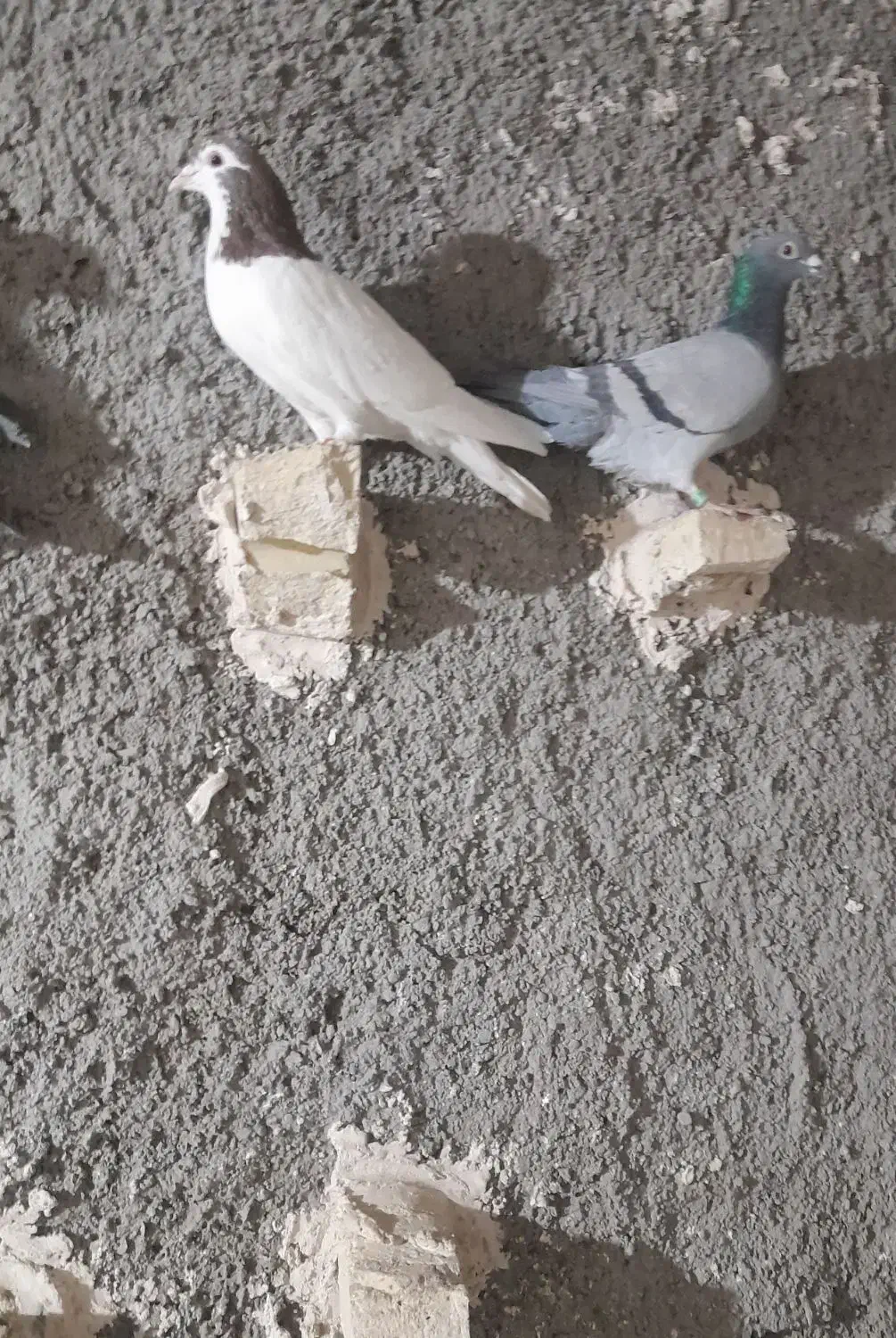 کبوتر پرشی|پرنده|تربت‌حیدریه, پائین ولایت|دیوار