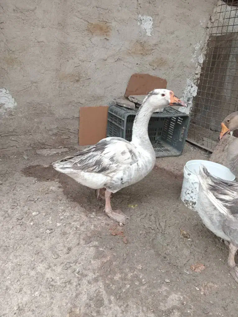 غاز|حیوانات مزرعه|کرج, شهرک جهان‌نما|دیوار