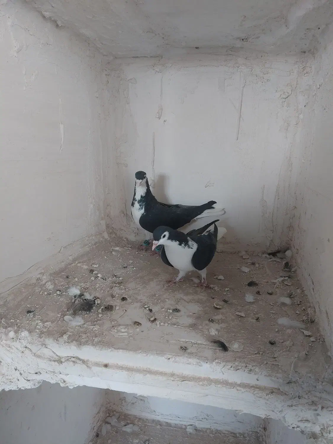 ساده|پرنده|تربتحیدریه, بالا ولایت|دیوار