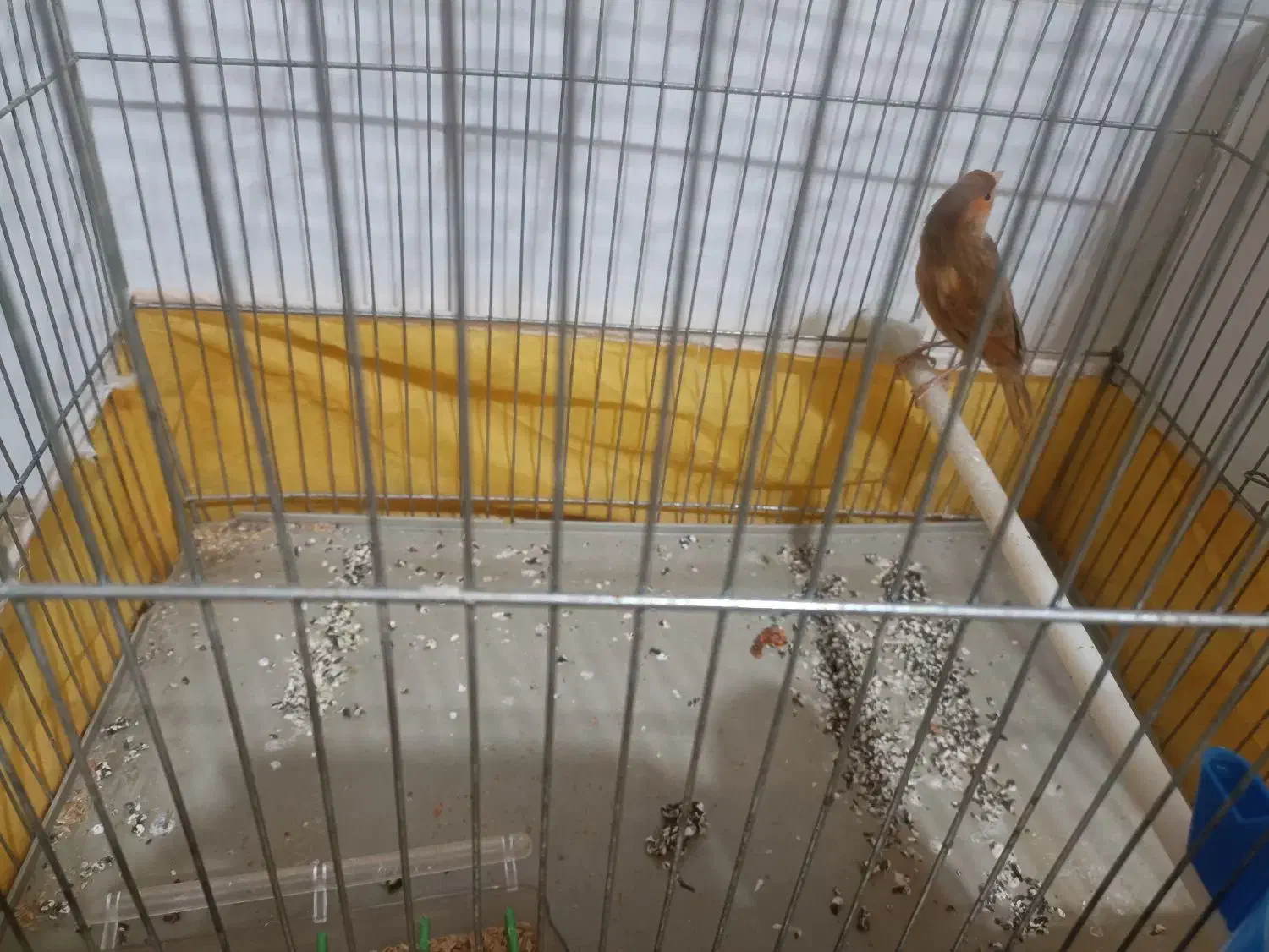 قناری دارچینی نر سرحال و شاداب|پرنده|مبارکه, |دیوار