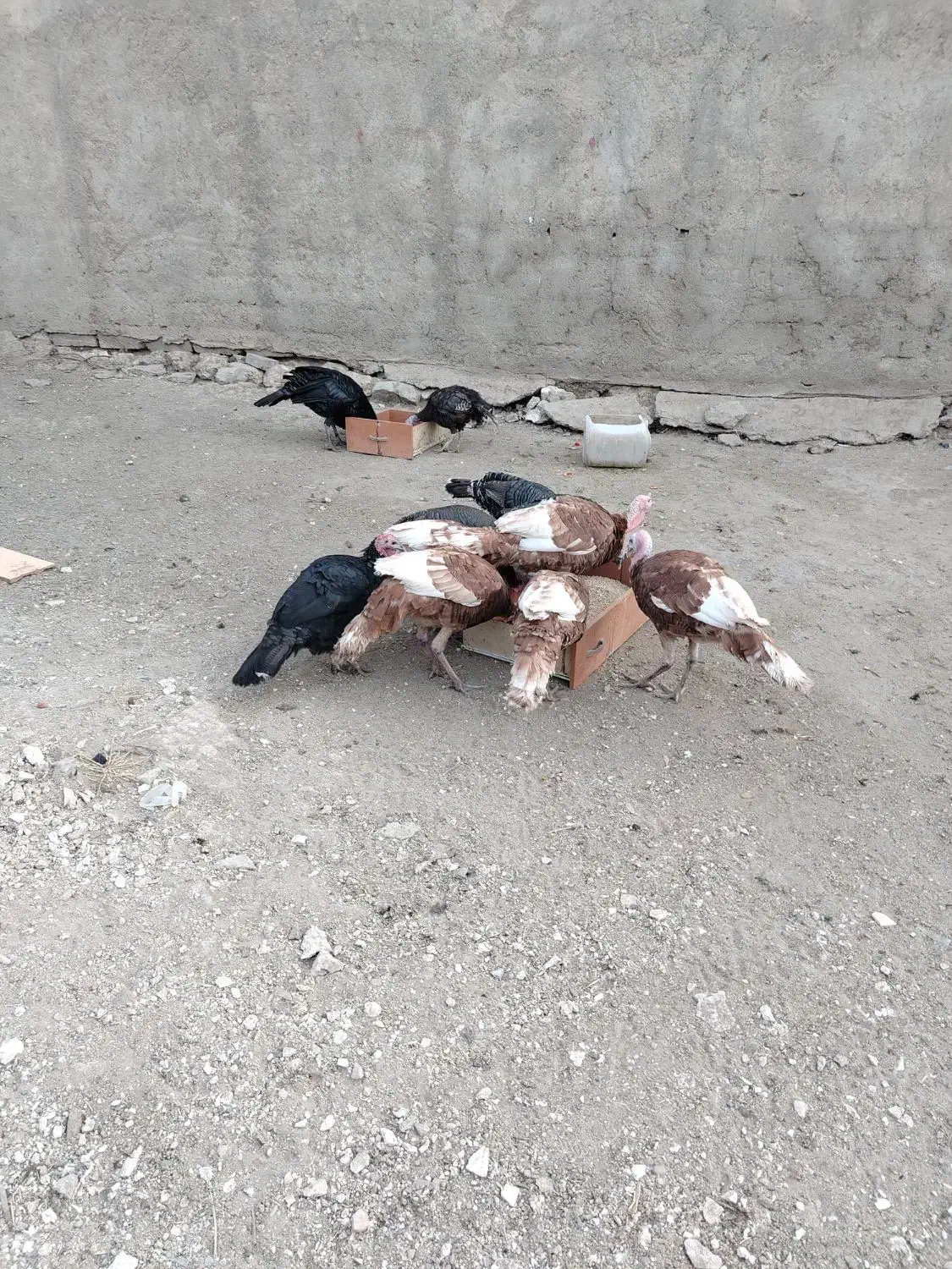 بوقلمون نر و ماده محلی|حیوانات مزرعه|بوکان, |دیوار