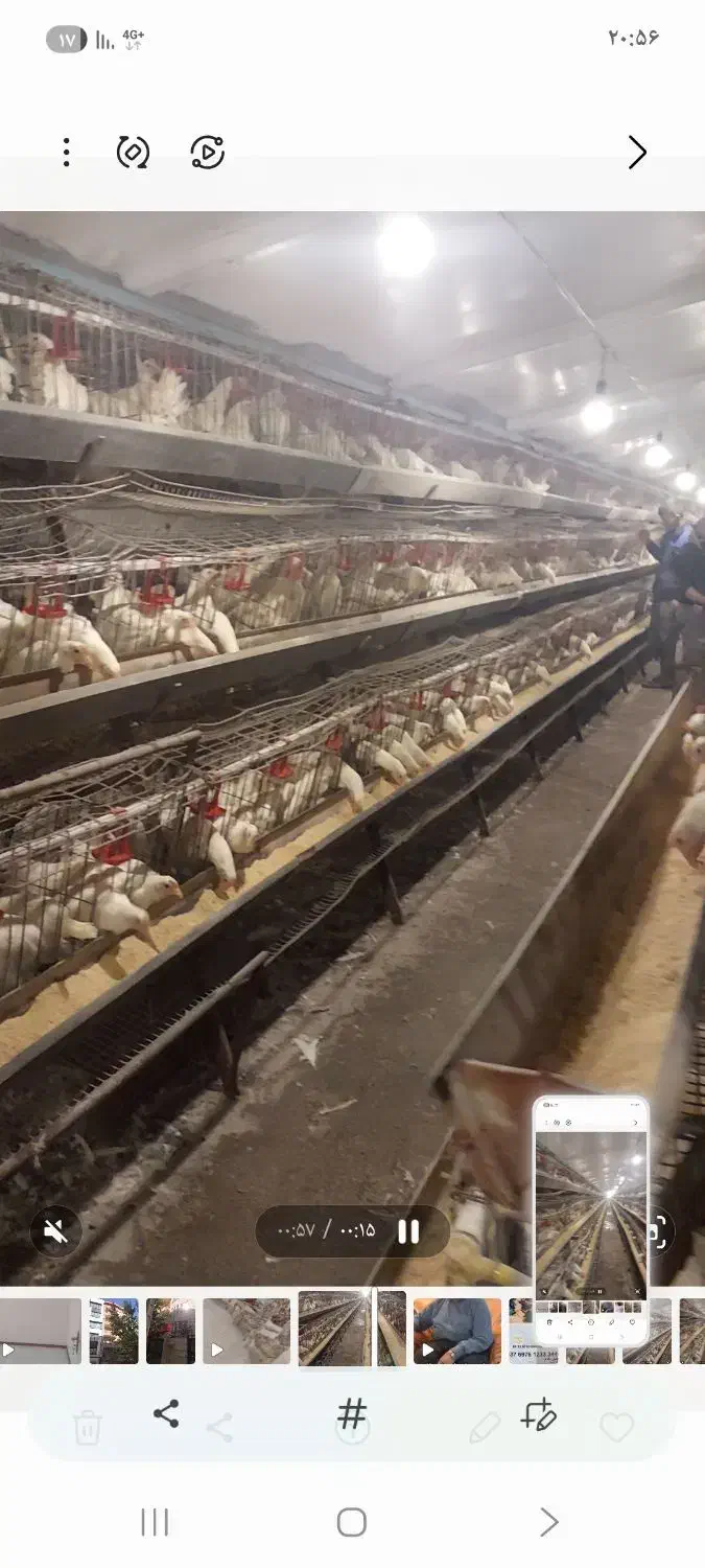 فروش مرغ داری تخم گذار بهترین نقطه البرز|فروش دفتر صنعتی، کشاورزی، تجاری|اشتهارد, |دیوار