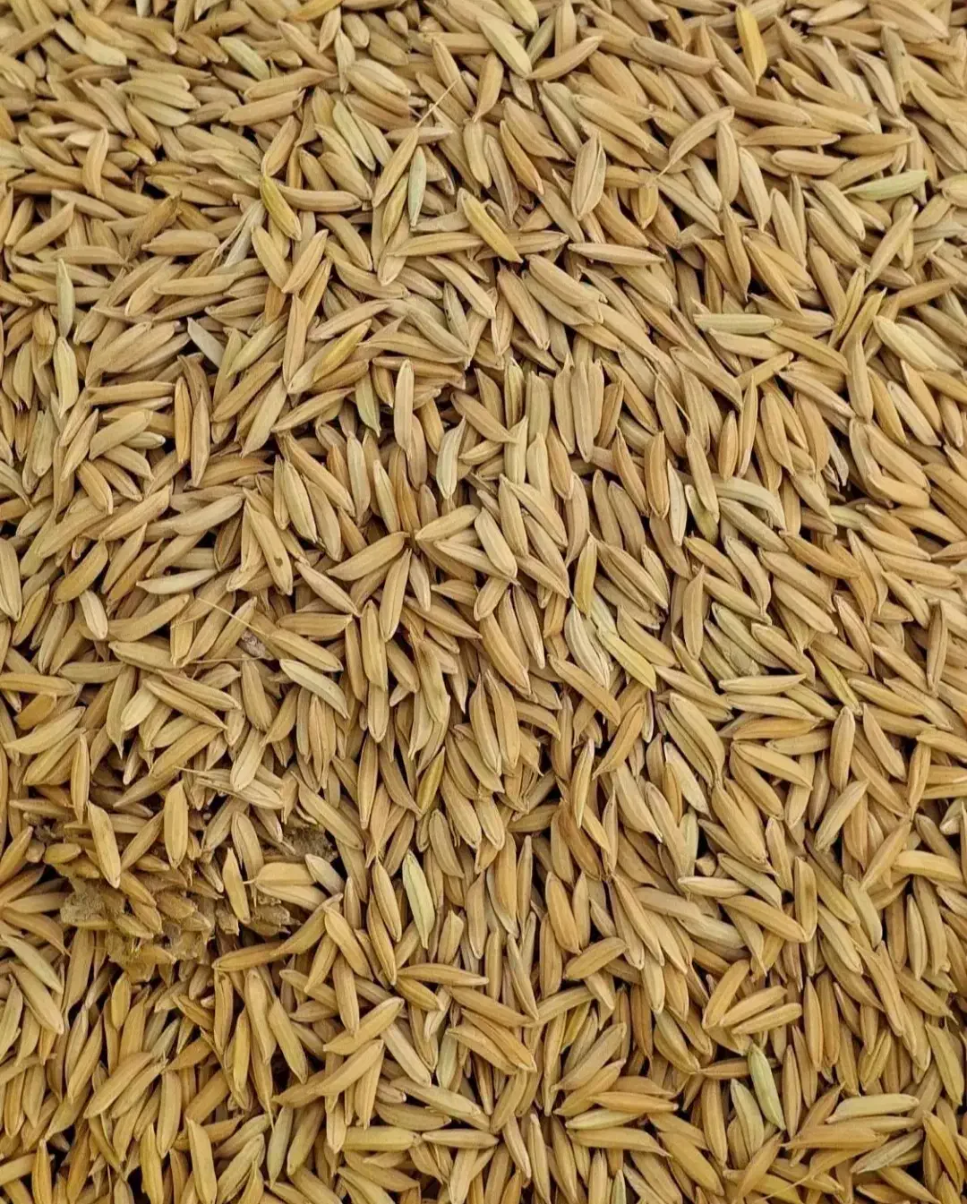 برای آسیاب آمادست|خوردنی و آشامیدنی|دهدشت, |دیوار