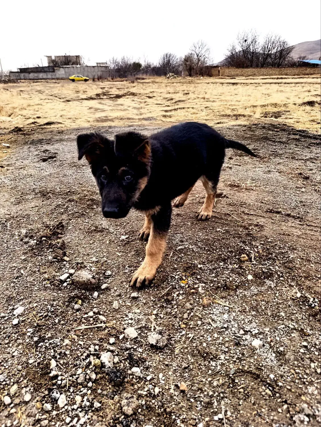 سگ ژرمن شولاین نر|سگ|رزن, |دیوار