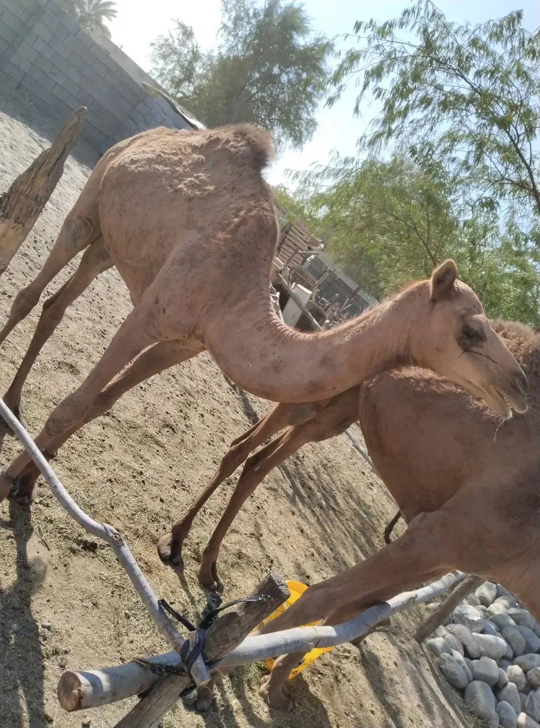 شتر ماده دوساله هست قیمت 58میلیون|حیوانات مزرعه|تخت, |دیوار