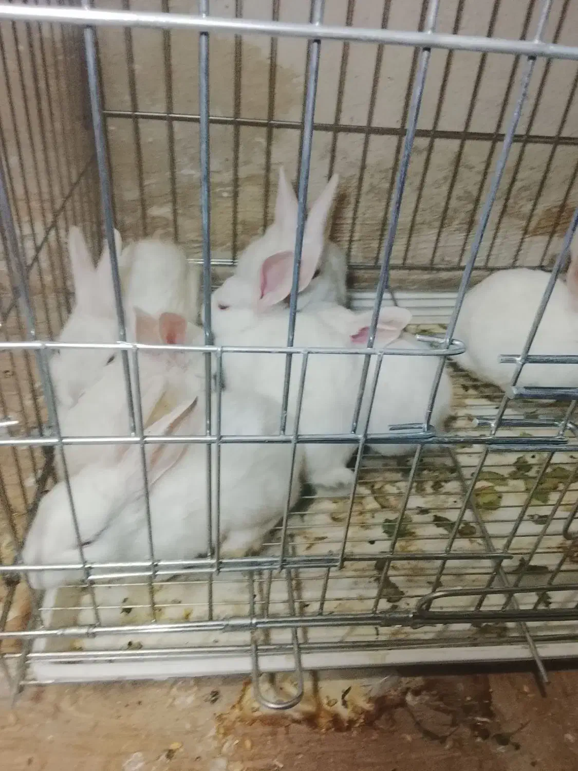 تعدادی بچه خرگوش|موش و خرگوش|جیرفت, |دیوار