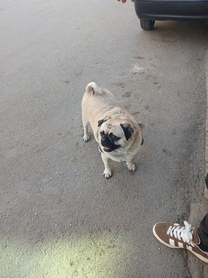 سگ پاگ|سگ|ورامین, خیر آباد|دیوار