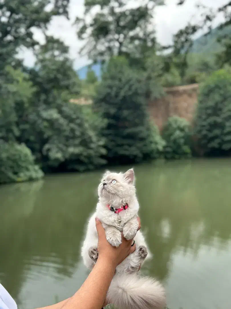 گربه پرشین|گربه|تربت جام, المهدی|دیوار