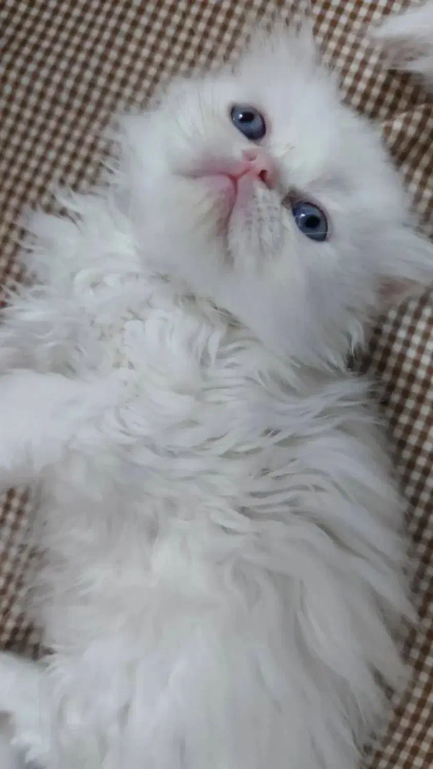 پرشین عروسکی چشم ابی|گربه|یزد, |دیوار