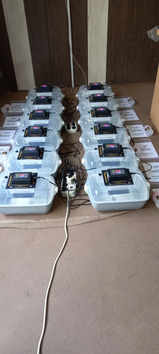 بدنه محکم+جوجه(با پشتیبانی)دستگاه+ooکشی|لوازم جانبی حیوانات|کرمان, |دیوار