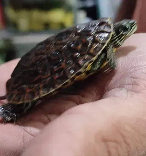 ماهی پمپ هوا آنجل|ماهی|گلبهار, شهر جدید گلبهار|دیوار