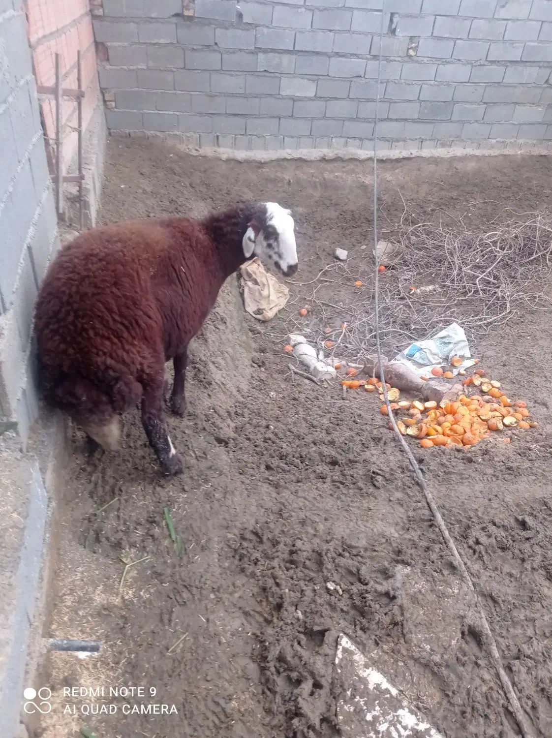 گوسفند افشاری|حیوانات مزرعه|گمیشان, |دیوار