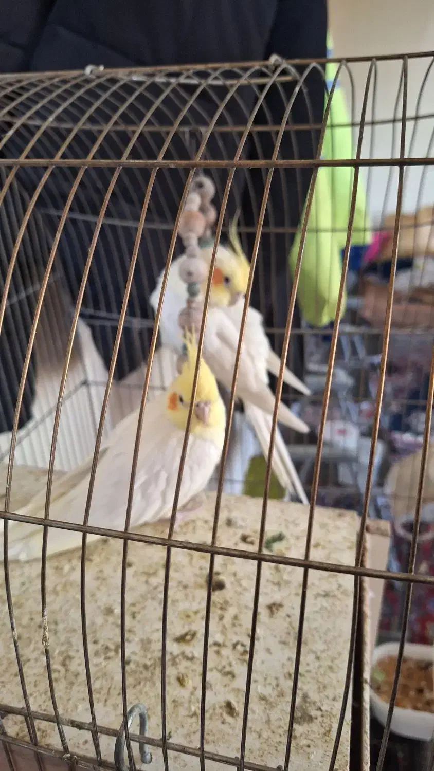 عروس هلندی|پرنده|پاکدشت, پاکدشت (مامازند)|دیوار