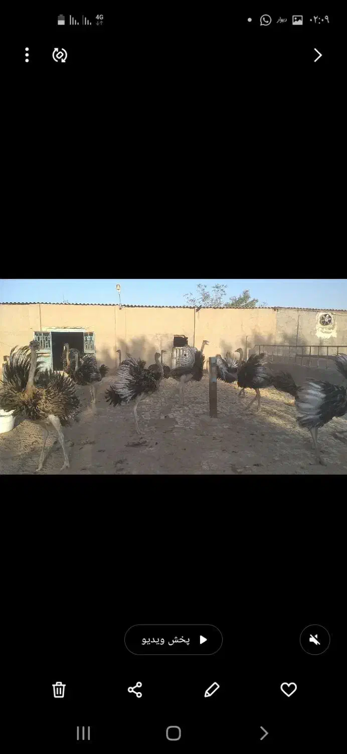 ۱۵ عدد شتر مرغ پرواری ۸ ماهه و ۶ عدد ۵ ماهه|حیوانات مزرعه|دشتابی, |دیوار