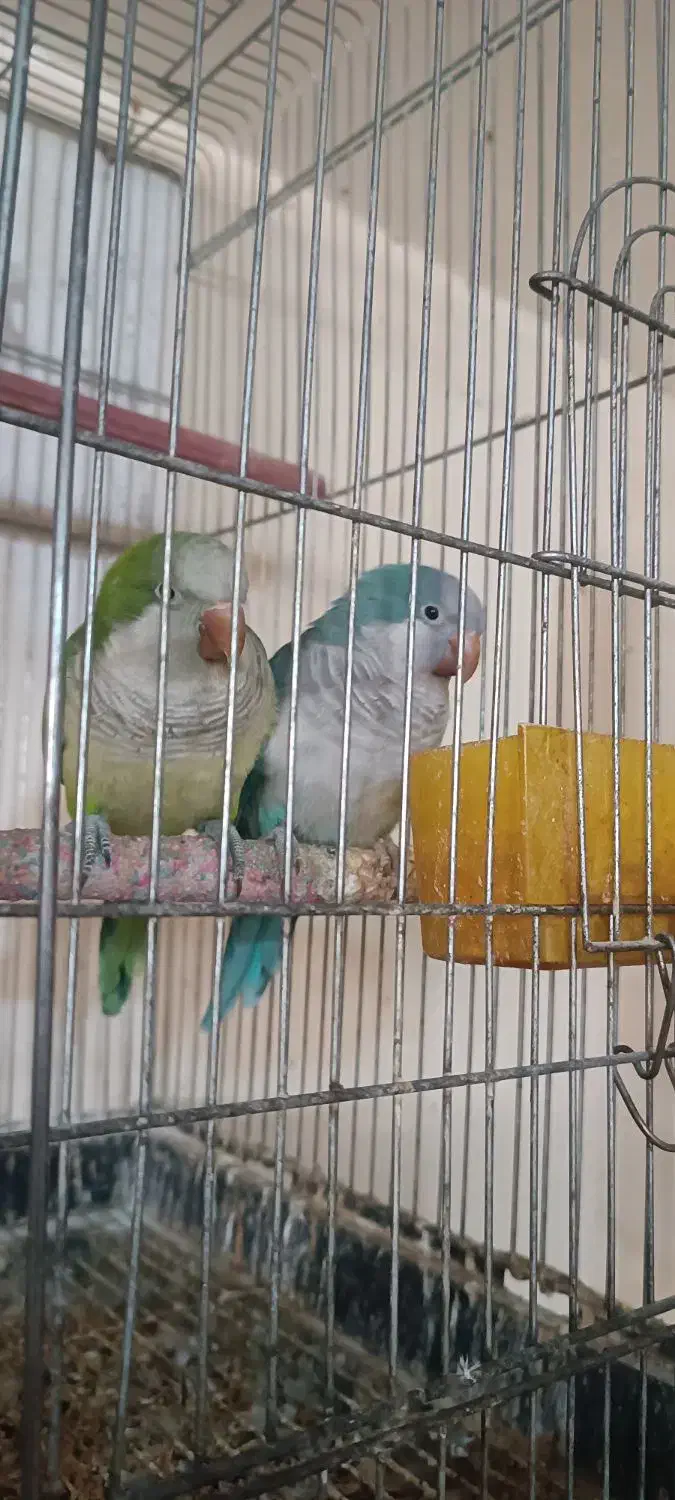 تعدادی پرنده زینتی مولد|پرنده|باسمنج, |دیوار