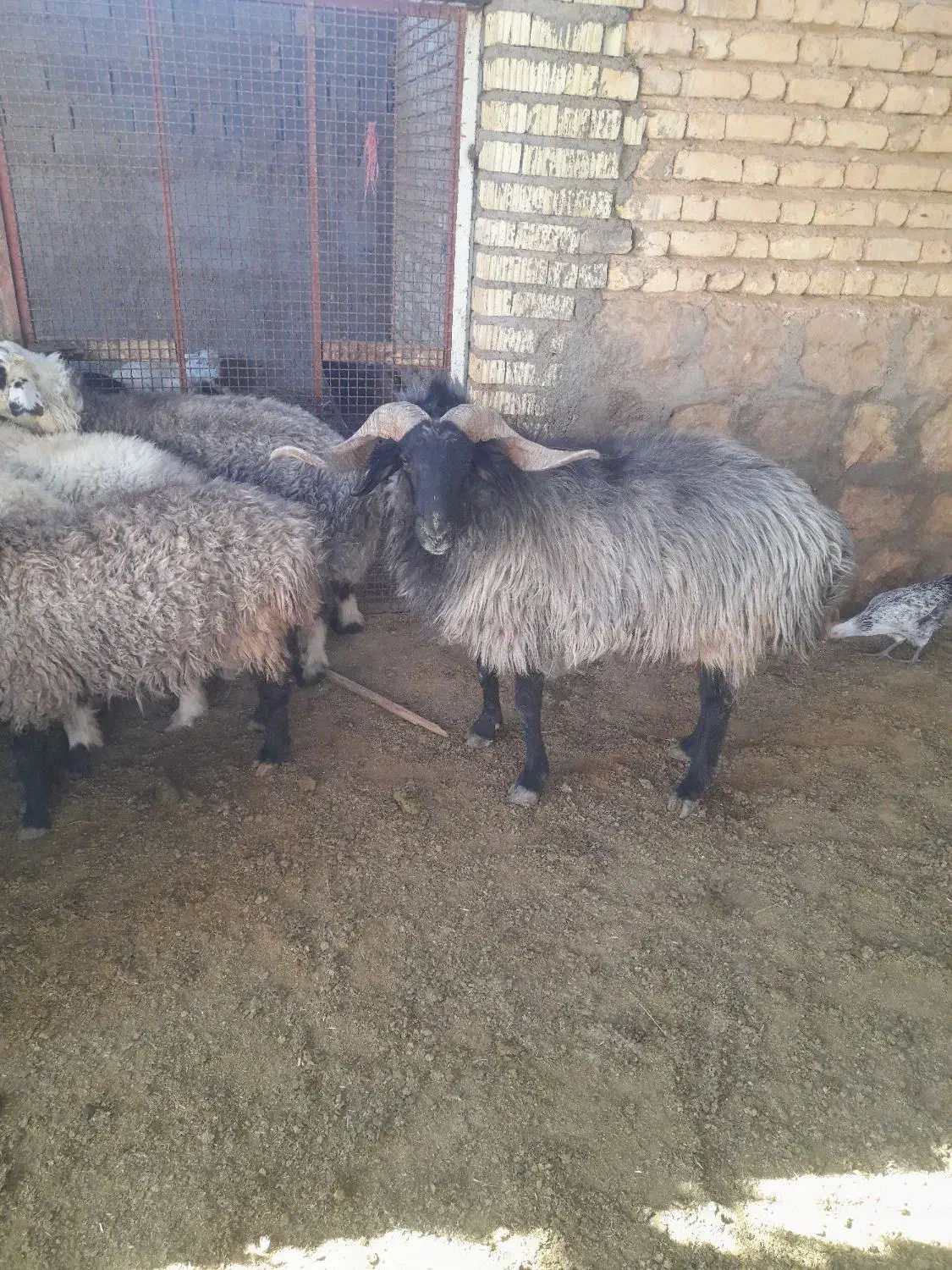 قوچ برزی سوز ملحه|حیوانات مزرعه|فسا, |دیوار