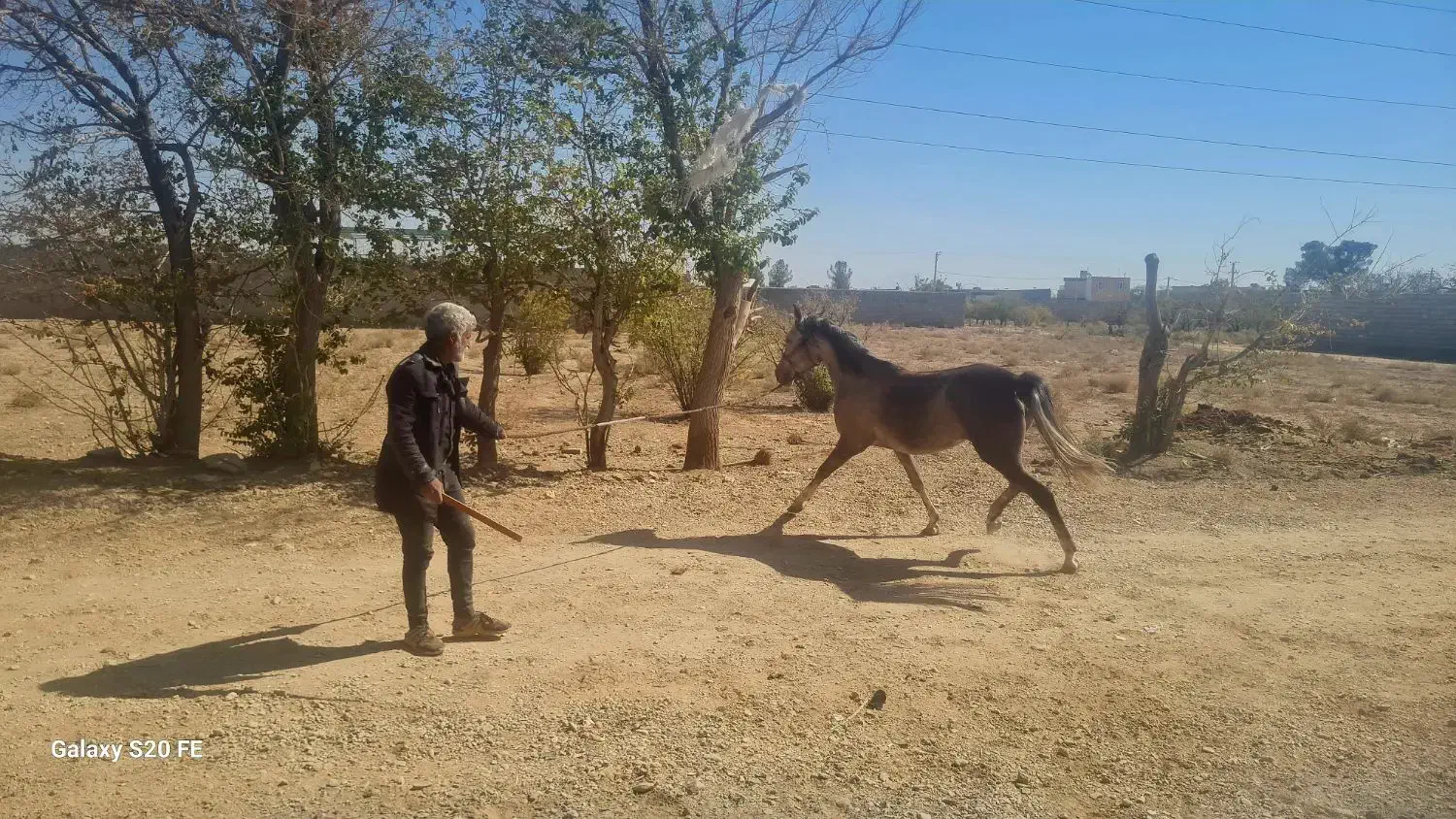 فروش مادیان سرحال سرو دم گیر|اسب و تجهیزات اسب‌سواری|نجف‌آباد, فیروزآباد|دیوار