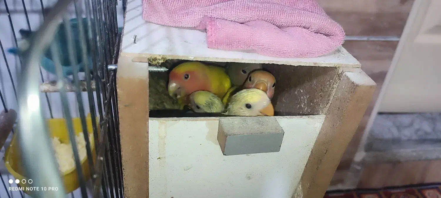 طوطی برزیلی (اوپال)|پرنده|شهریار, کردزار|دیوار