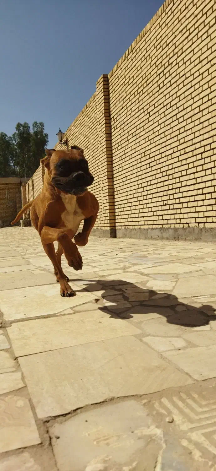 سگ باکسر|سگ|یزد, |دیوار