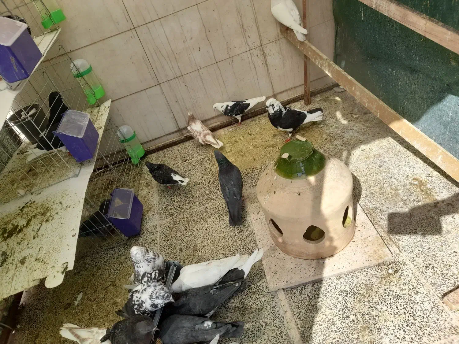 کفتر|پرنده|سمنان, |دیوار