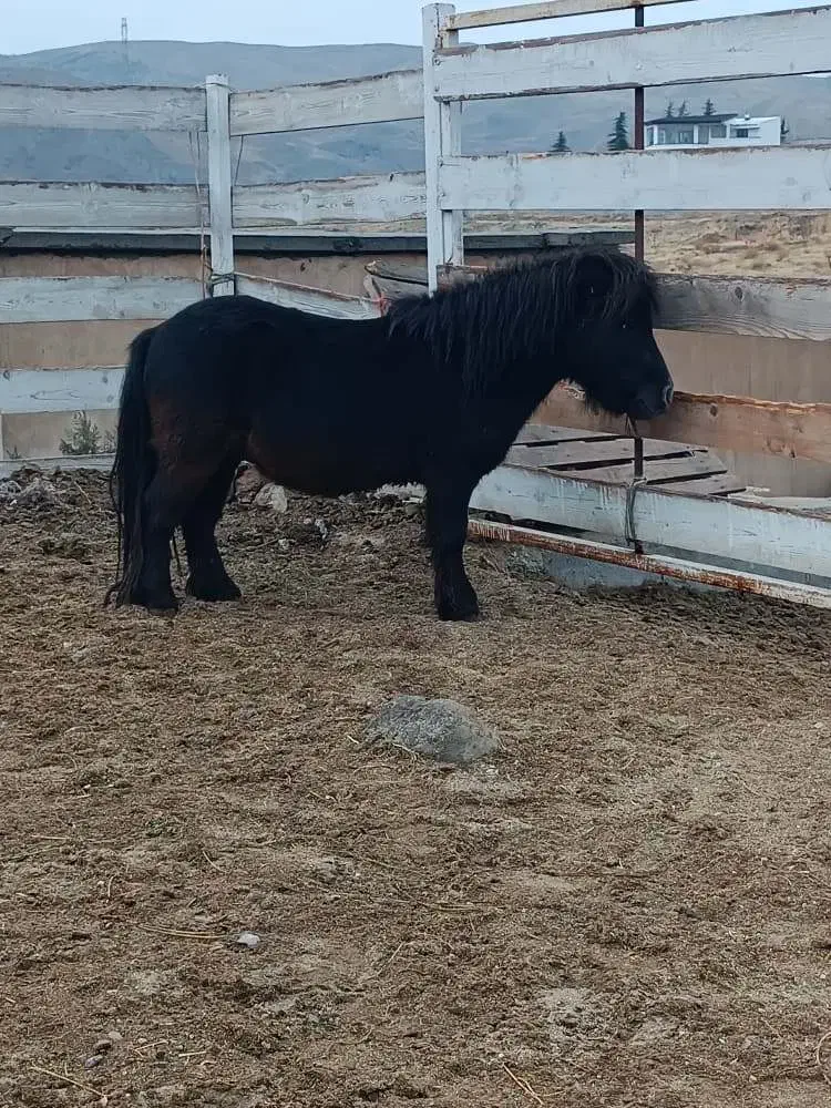 اسب پونی نریان|اسب و تجهیزات اسب‌سواری|لواسان, |دیوار