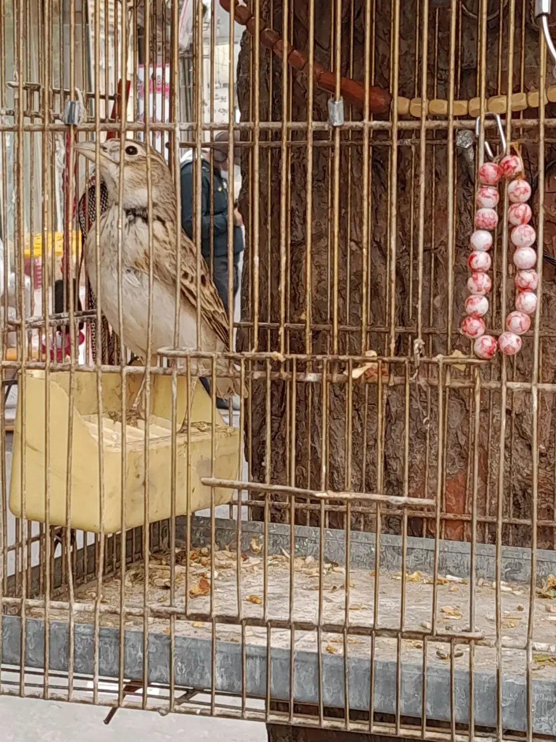 سهره خاکباز دهن دار جوجه امسال|پرنده|تهران, خاک سفید|دیوار