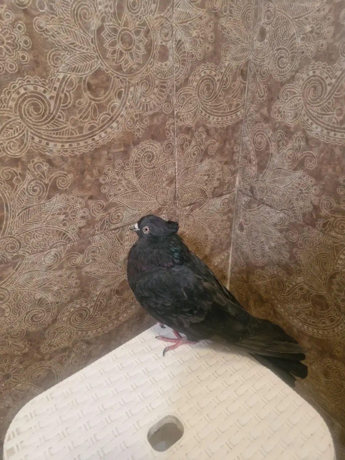 کفتر زاغ|پرنده|تهران, نیروی دریایی|دیوار