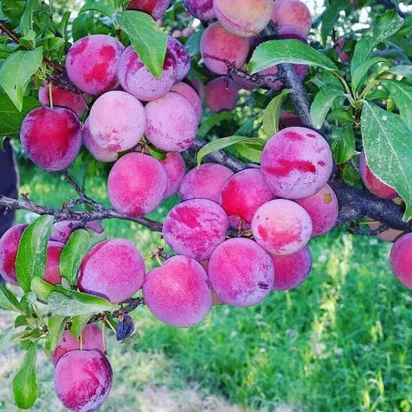 فروش نهال های مثمر و غیر مثمر نهالستان سالم نهال|خدمات باغبانی و درختکاری|سیمین شهر, |دیوار